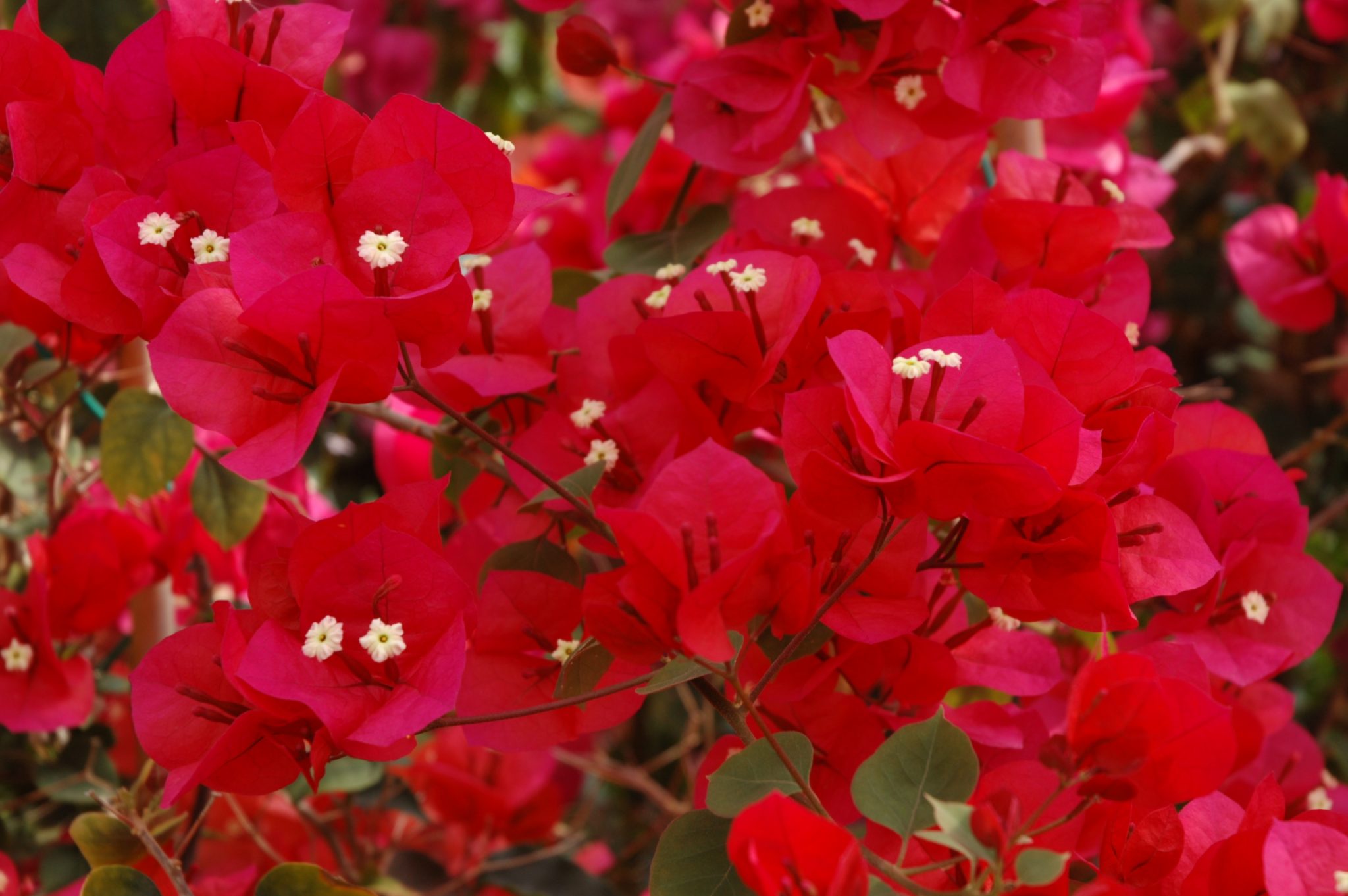 Bougainvillea in leuchtenden Farben sie blühen immer und immer wieder