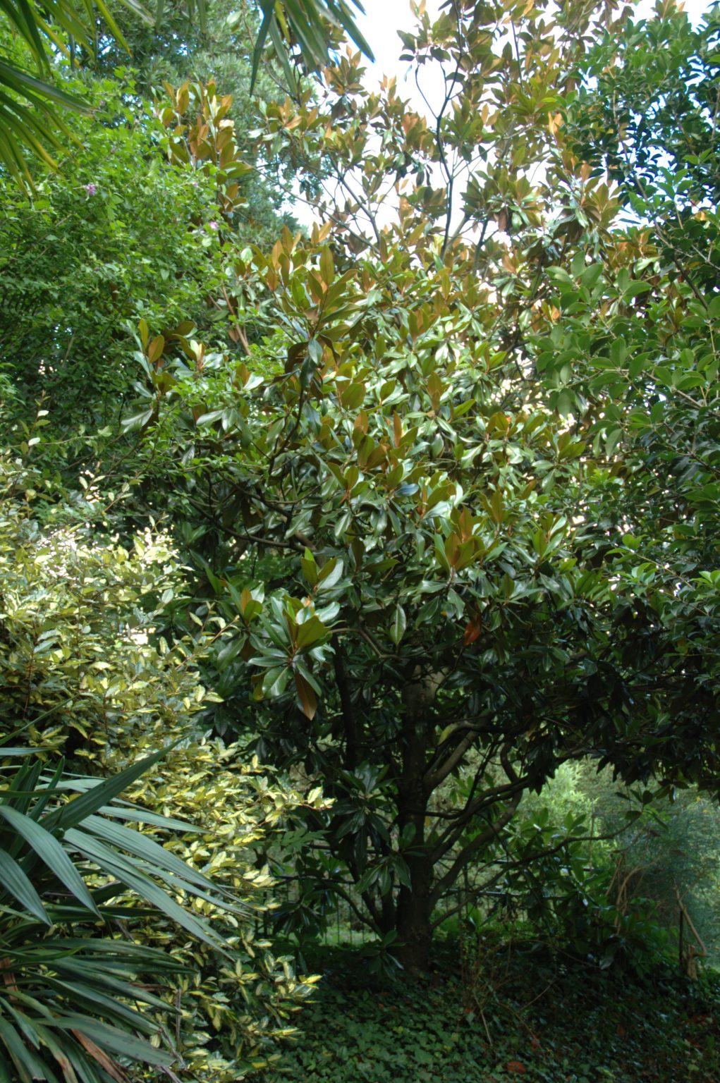 Bäume für den mediterranen Garten in Mitteleuropa – Meine Pflanzenwelt