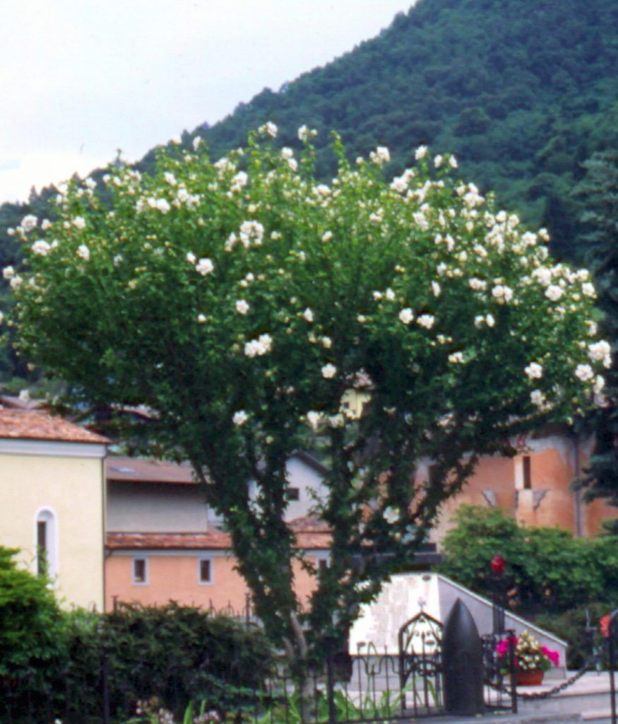 Mediterrane Blutenstraucher Meine Pflanzenwelt Des Sudens