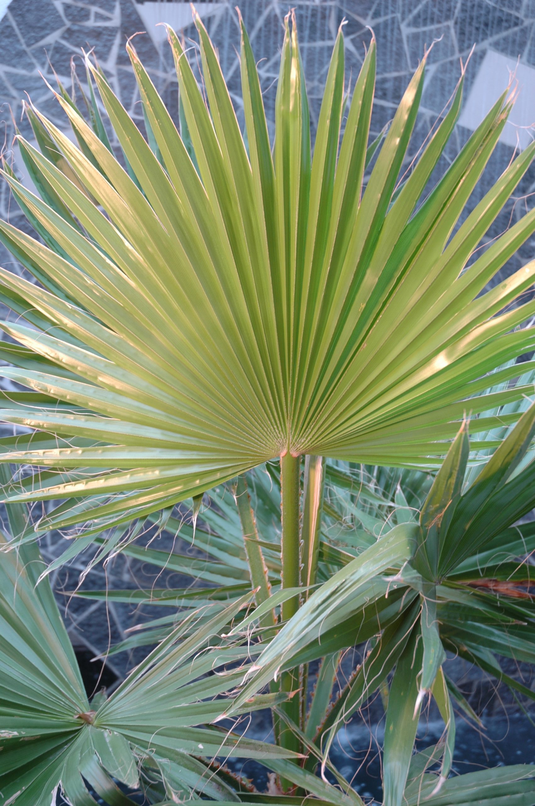 Kann Man Palmen Schon Ins Freie Stellen Volierenbegrünung mit Palmen – Meine Pflanzenwelt des Südens
