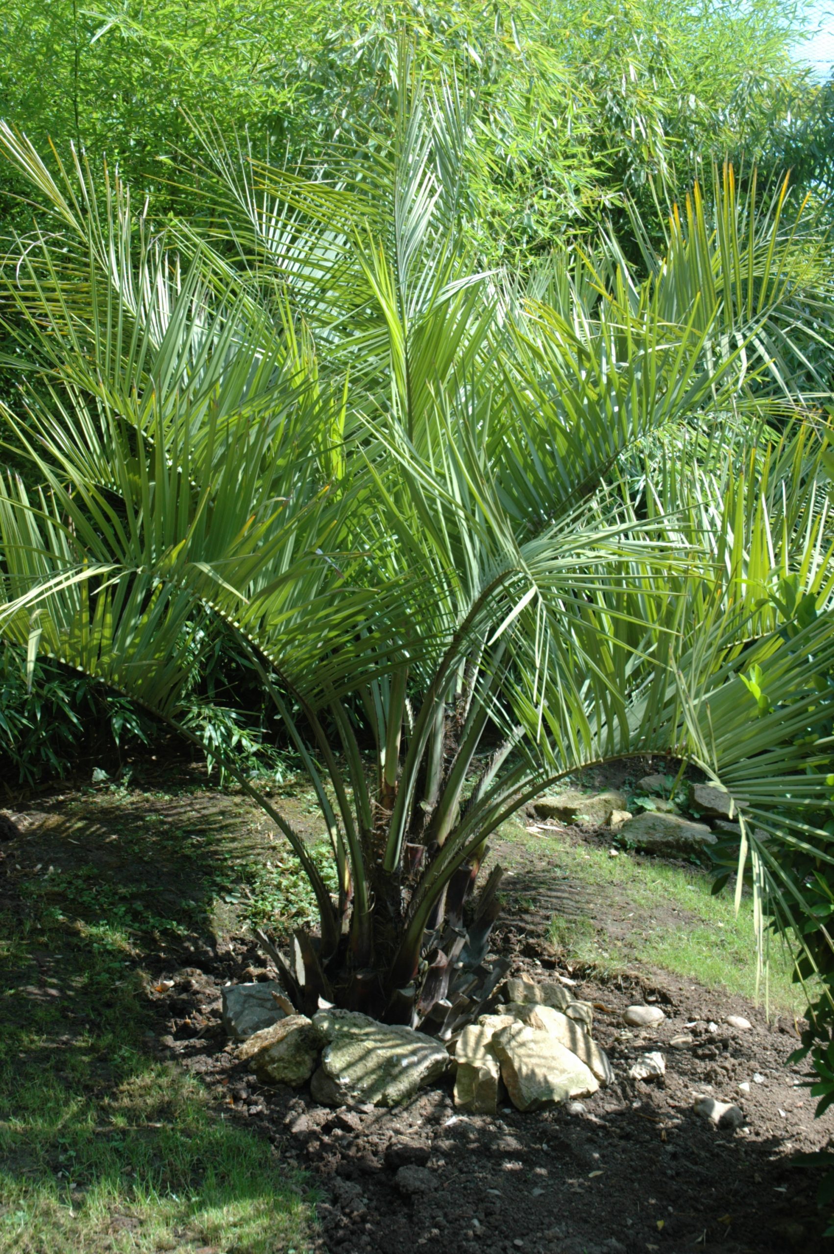 Kann Man Palmen Schon Ins Freie Stellen Palmen – Urlaubsgefühl im eigenen Garten – Meine Pflanzenwelt des Südens