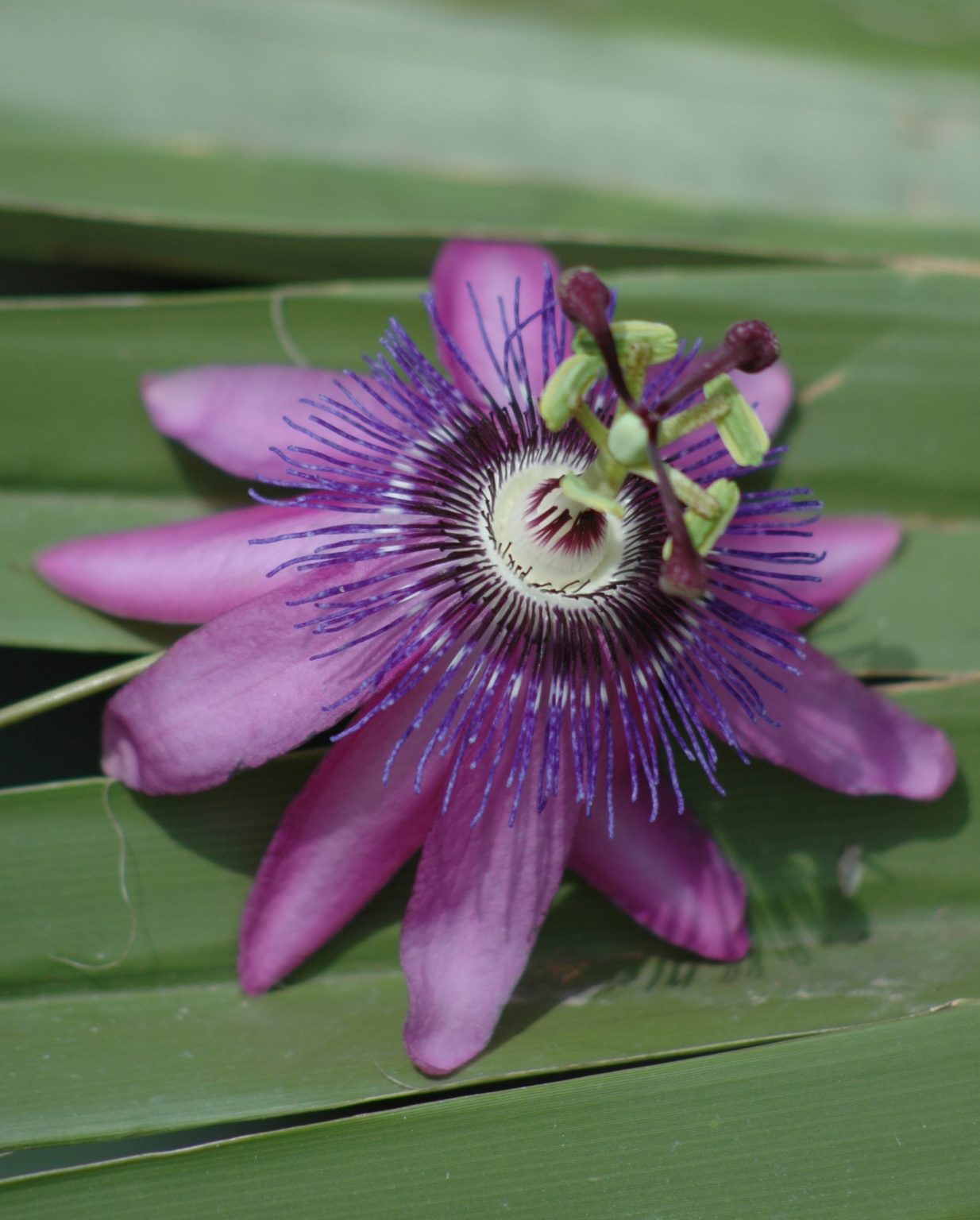 Passion für Passionsblumen Meine Pflanzenwelt des Südens