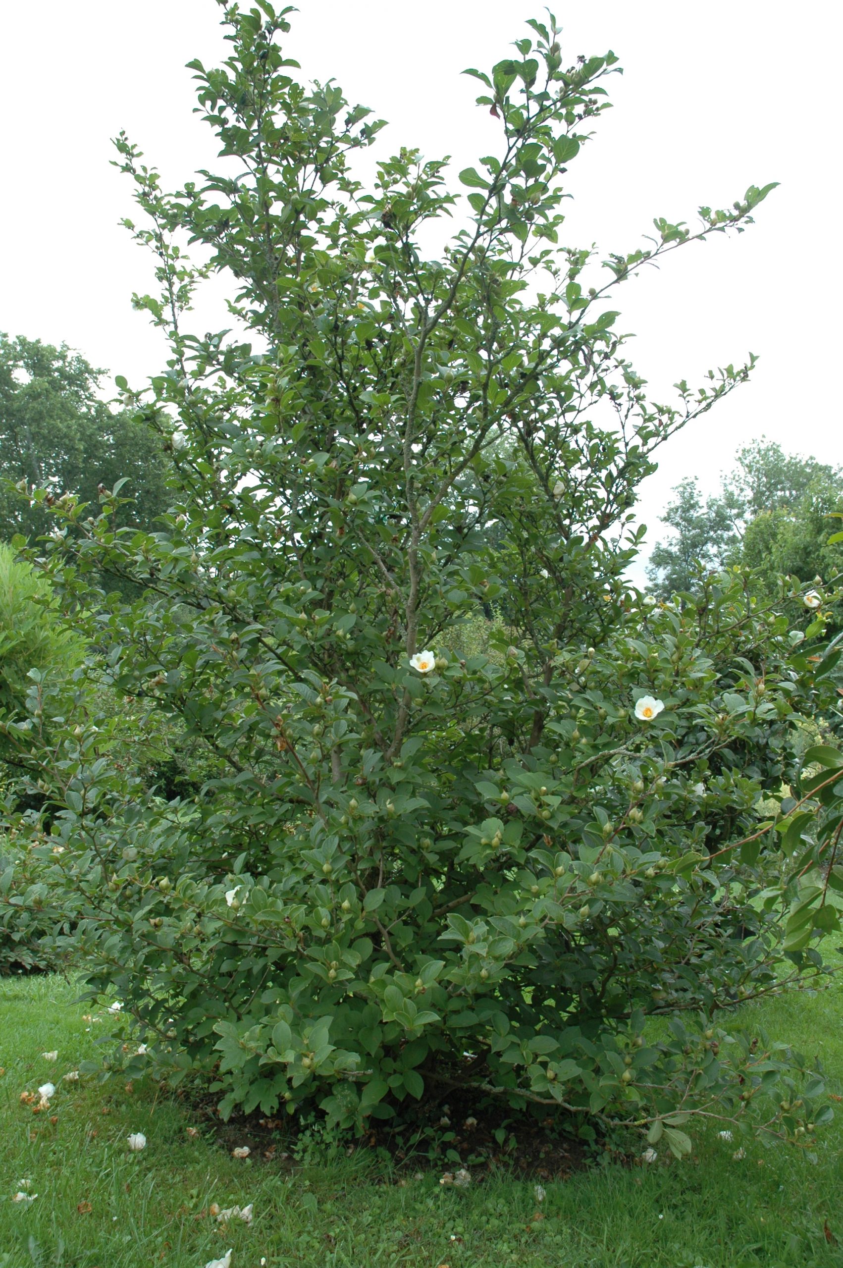 Außergewöhnliche Pflanzen Stewartia pseudocamellia Meine
