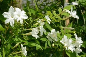 Jasminum officinale - Echter Jasmin, Gewöhnlicher Jasmin