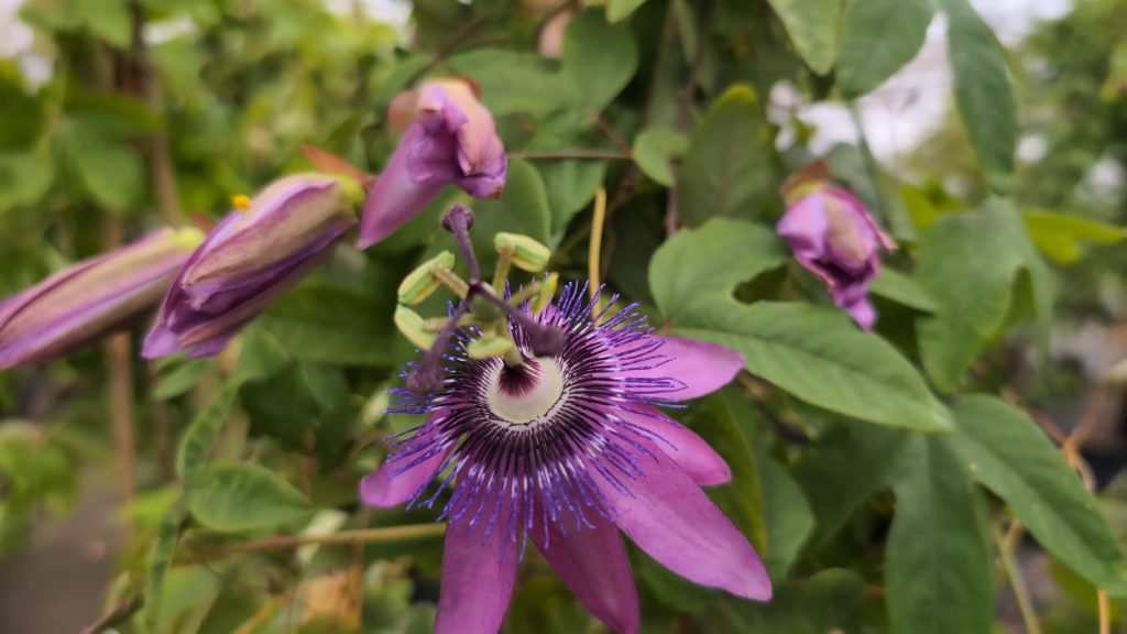 Passiflora x violacea, Passionsblume